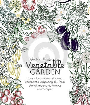 Vector vegetable garden border